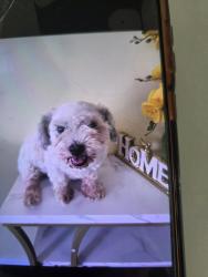Lost Female Dog last seen Trigg ave , Gallatin, TN 37066