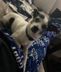 Lost Male Dog last seen Thousand Oaks , San Antonio, TX 78217