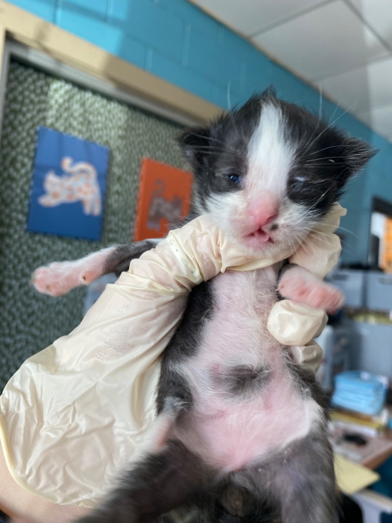 Shelter Stray Male Cat last seen Bexar County, 3353 Morningside Dr, New Braunfels, TX 78132, USA