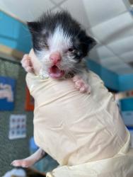 Shelter Stray Male Cat last seen Bexar County, 3353 Morningside Dr, New Braunfels, TX 78132, USA