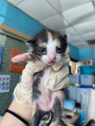 Shelter Stray Female Cat last seen Bexar County, 3353 Morningside Dr, New Braunfels, TX 78132, USA