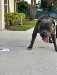 Reunited Male Dog last seen port saint lucie, Polk City, FL 33868