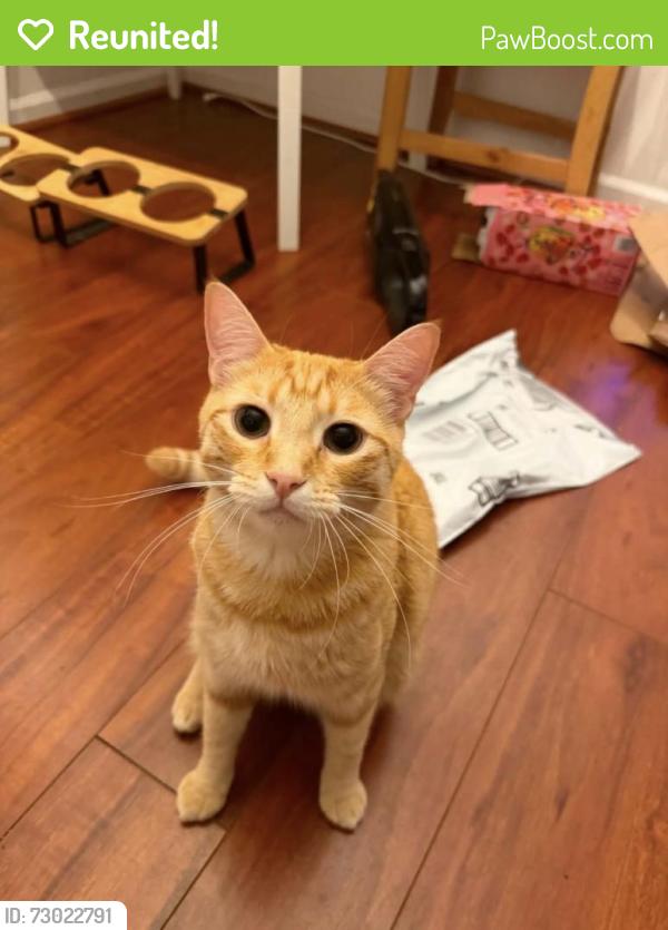 Reunited Male Cat last seen Cooper Lake Ct SE, Smyrna, GA 30082