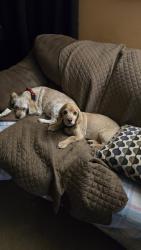 Lost Male Dog last seen Woodland and Woodward, Fayetteville, OH 45118