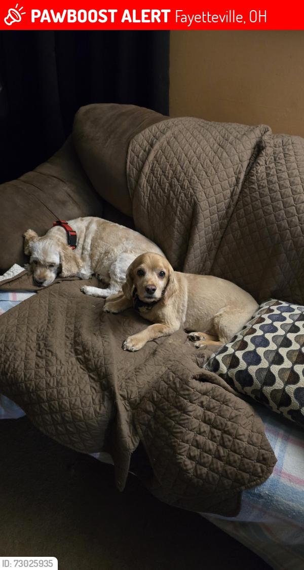 Lost Male Dog last seen Woodland and Woodward, Fayetteville, OH 45118
