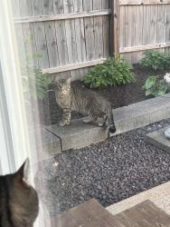 Found/Stray Unknown Cat last seen Boyd Ave and Crescent Ave, Valley Park, MO 63088