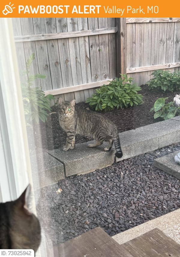 Found/Stray Unknown Cat last seen Boyd Ave and Crescent Ave, Valley Park, MO 63088