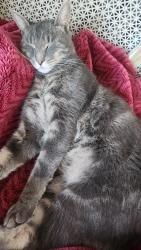 Lost Male Cat last seen Marlborough and chestnut, Upper Darby Township, PA 19082