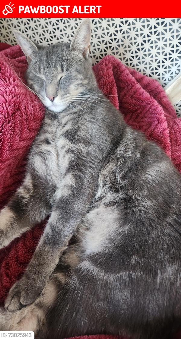Lost Male Cat last seen Marlborough and chestnut, Upper Darby Township, PA 19082