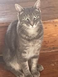 Lost Male Cat last seen West Chester Pike (Route 3), Upper Darby Township, PA 19082