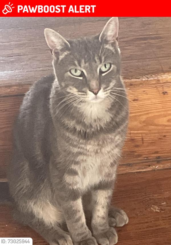 Lost Male Cat last seen West Chester Pike (Route 3), Upper Darby Township, PA 19082