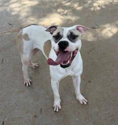 Shelter Stray Male Dog last seen CHARLOTTE, 8315 Byrum Dr, Charlotte, NC 28217, USA