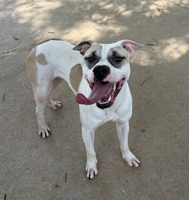 Shelter Stray Male Dog last seen CHARLOTTE, 8315 Byrum Dr, Charlotte, NC 28217, USA