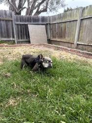 Reunited Male Dog last seen Victoria And Ketch Ave, Oxnard, CA 93035