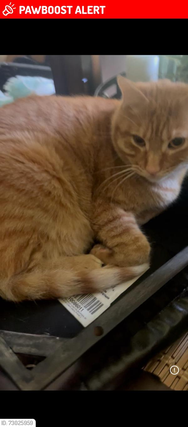 Lost Male Cat last seen He was last seen around a house on lakeshore village S, St. Tammany Parish, LA 70461