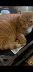 Lost Male Cat last seen He was last seen around a house on lakeshore village S, St. Tammany Parish, LA 70461