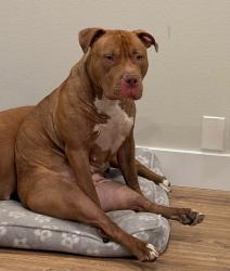 Reunited Female Dog last seen Near E 460 St, St 1350 E, Around Provo Cementery, Heading to the Y, Provo, UT 84606