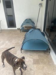 Reunited Male Dog last seen Near nw 109th terr, Pembroke Pines, FL 33025