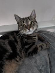 Lost Female Cat last seen Aikman avenue crossroads , Leicester, England LE3 9NP