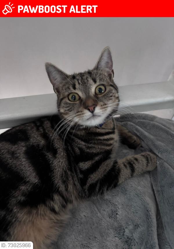 Lost Female Cat last seen Aikman avenue crossroads , Leicester, England LE3 9NP