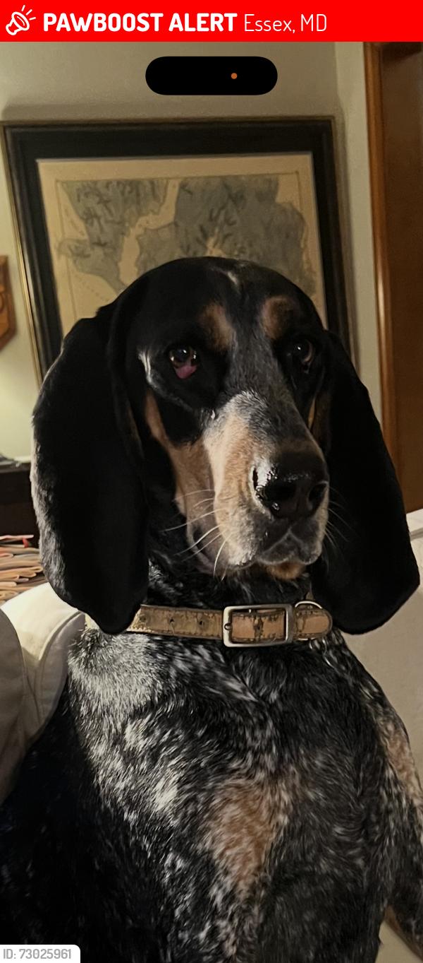 Lost Female Dog last seen Barrison Point, Essex, MD 21221