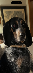 Lost Female Dog last seen Barrison Point, Essex, MD 21221