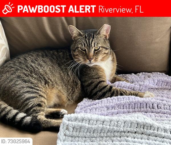 Lost Male Cat last seen Village Brook Subdivision , Riverview, FL 33579