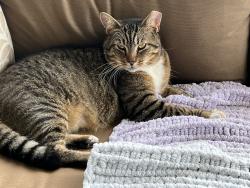 Lost Male Cat last seen Village Brook Subdivision , Riverview, FL 33579