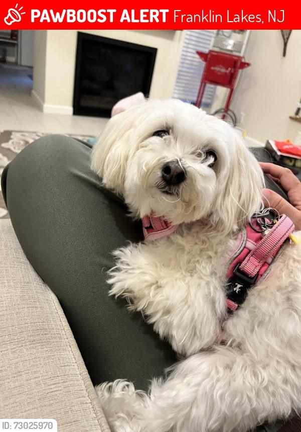 Lost Female Dog last seen Phelps and Pulis Ave , Franklin Lakes, NJ 07417