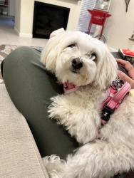 Lost Female Dog last seen Phelps and Pulis Ave , Franklin Lakes, NJ 07417