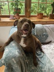 Reunited Male Dog last seen Near Francisridge Dr Cincinnati Oh, Cincinnati, OH 45238