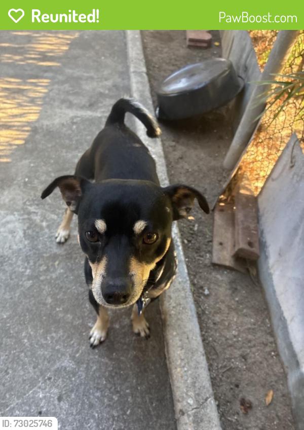 Reunited Male Dog last seen Belden Ave, East Los Angeles, CA 90022, USA, East Los Angeles, CA 90022