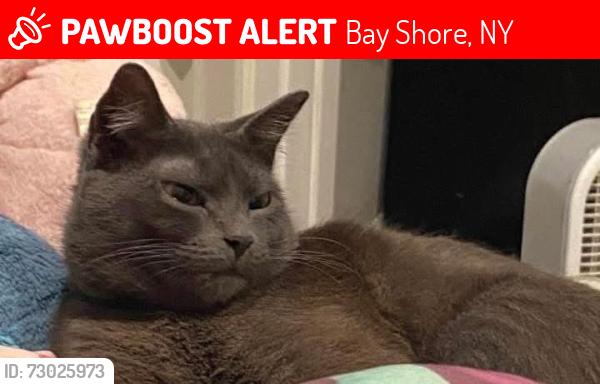 Lost Female Cat last seen Center ave bay shore, Bay Shore, NY 11706