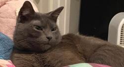 Lost Female Cat last seen Center ave bay shore, Bay Shore, NY 11706