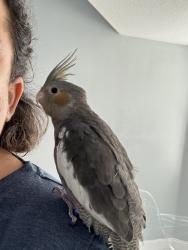 Lost Male Bird last seen California and Wolverine Rd, Port St. Lucie, FL 34986