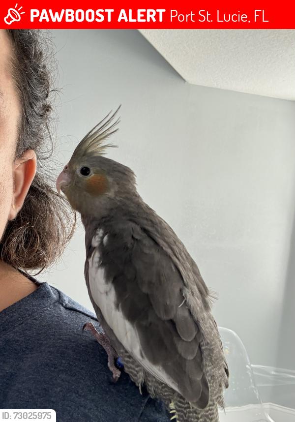 Lost Male Bird last seen California and Wolverine Rd, Port St. Lucie, FL 34986