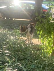 Found/Stray Unknown Cat last seen cancer survivor park, Kansas City, MO 64112