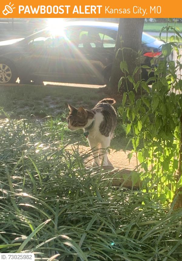 Found/Stray Unknown Cat last seen cancer survivor park, Kansas City, MO 64112
