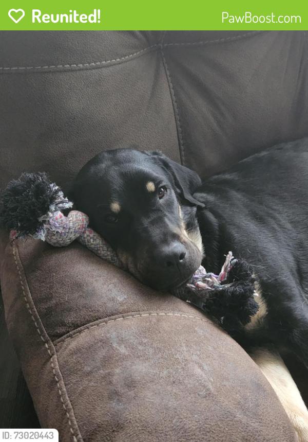 Reunited Female Dog last seen Rainier, Rainier, WA 98576