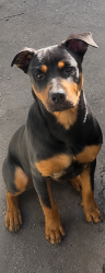 Lost Female Dog last seen Reserve park, Slacks Creek, QLD 4127