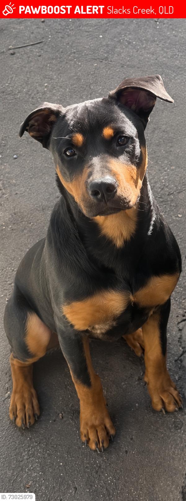 Lost Female Dog last seen Reserve park, Slacks Creek, QLD 4127