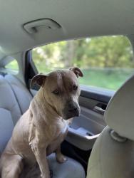 Found/Stray Female Dog last seen Crouch and Hatch, Jackson, MI 49201