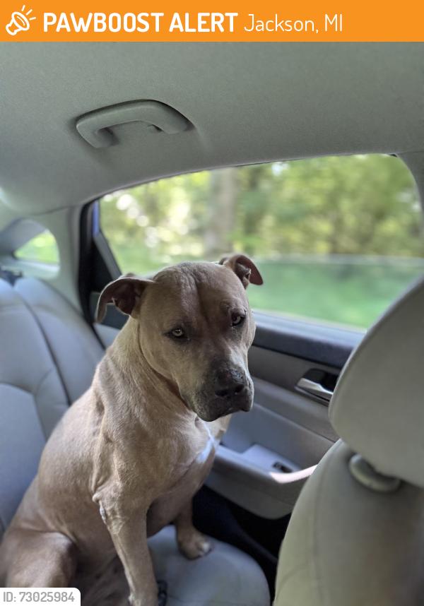 Found/Stray Female Dog last seen Crouch and Hatch, Jackson, MI 49201