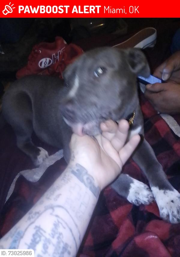 Lost Male Dog last seen Behind Petes(loves) on Steve Owens blvd, Miami, OK 74354
