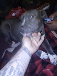 Lost Male Dog last seen Behind Petes(loves) on Steve Owens blvd, Miami, OK 74354