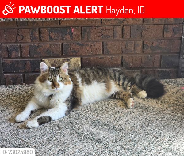 Lost Male Cat last seen Landcaster , Hayden, ID 83835