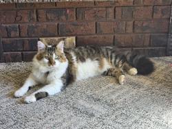 Lost Male Cat last seen Landcaster , Hayden, ID 83835