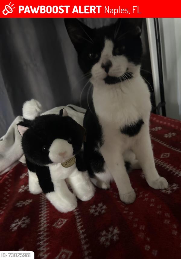 Lost Male Cat last seen 4th st on Southwest BLVD, Naples, FL 34113