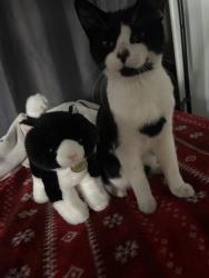 Lost Male Cat last seen 4th st on Southwest BLVD, Naples, FL 34113