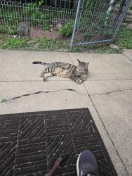 Found/Stray Male Cat last seen Bobring ave and pardella, Lemay, MO 63125